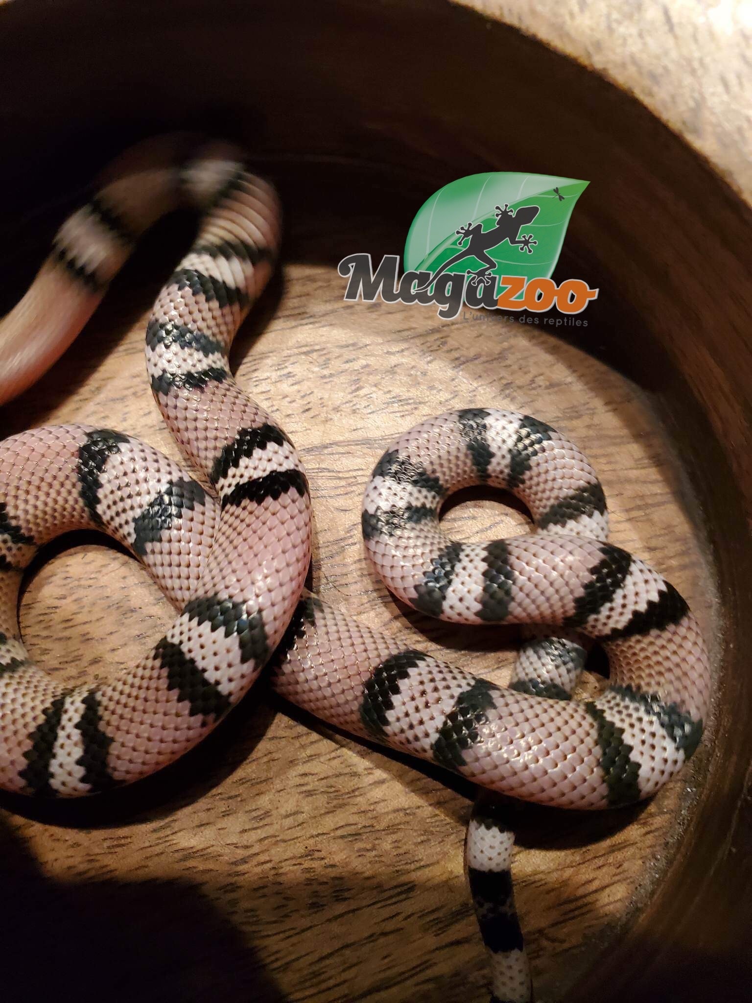 Magazoo Serpent Laitier du Honduras Anery Femelle