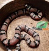 Magazoo Serpent Laitier du Honduras Anery Femelle