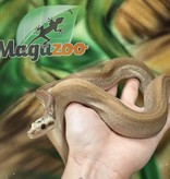 Magazoo  Nicaragua boa constrictor Super Motley Chocolate T+ (66% pos. het. Black Eye Anery) Female 2021