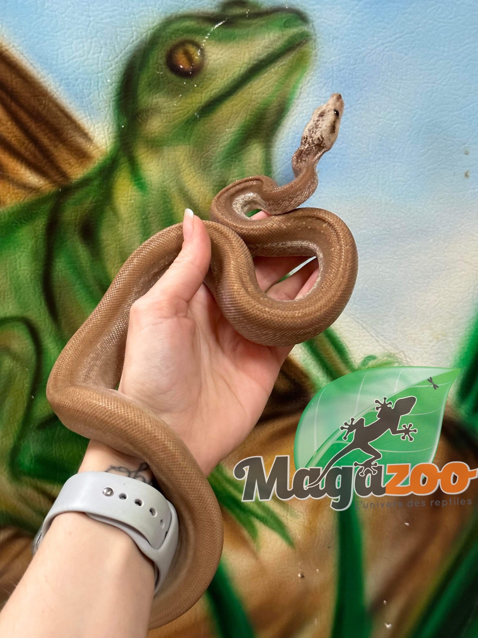 Magazoo  Nicaragua boa constrictor Super Motley Chocolate T+ (66% pos. het. Black Eye Anery) Female 2021