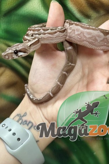 Magazoo Boa constricteur Nicaragua  Snow (Motley / Choco T+ albino/BEA) Mâle