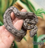 Magazoo Nicaragua boa constrictor Ghost (Hypo Type 2 Anery) 50% pos. het. T+ Albino Female
