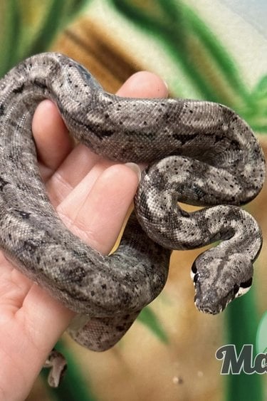 Magazoo Nicaragua boa constrictor Ghost (Hypo Type 2 Anery) 50% pos. het. T+ Albino Female