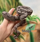 Magazoo Nicaragua boa constrictor Ghost (Hypo Type 2 Anery) 50% pos. het. T+ Albino Female