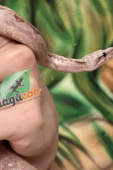 Magazoo Boa constricteur Nicaragua T+ Albino Mâle (66% pos. het. Type 2 Anery)