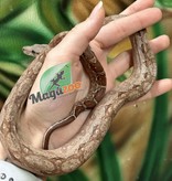 Magazoo  Nicaragua boa constrictor T+ Albino (66% pos. het. Type 2 Anery) Male