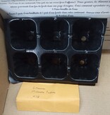 Magazoo Kit de semis pour Plante Mimosa pudica
