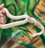 Magazoo Tricolor Honduran Milk Snake Snow Female