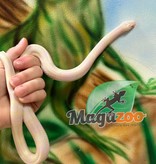Magazoo Tricolor Honduran Milk Snake Snow Female