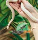 Magazoo Serpent Laitier du Honduras Snow Femelle
