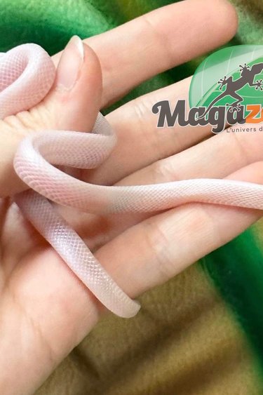 Magazoo Corn Snake  Whiteout (Blizzard blood) female