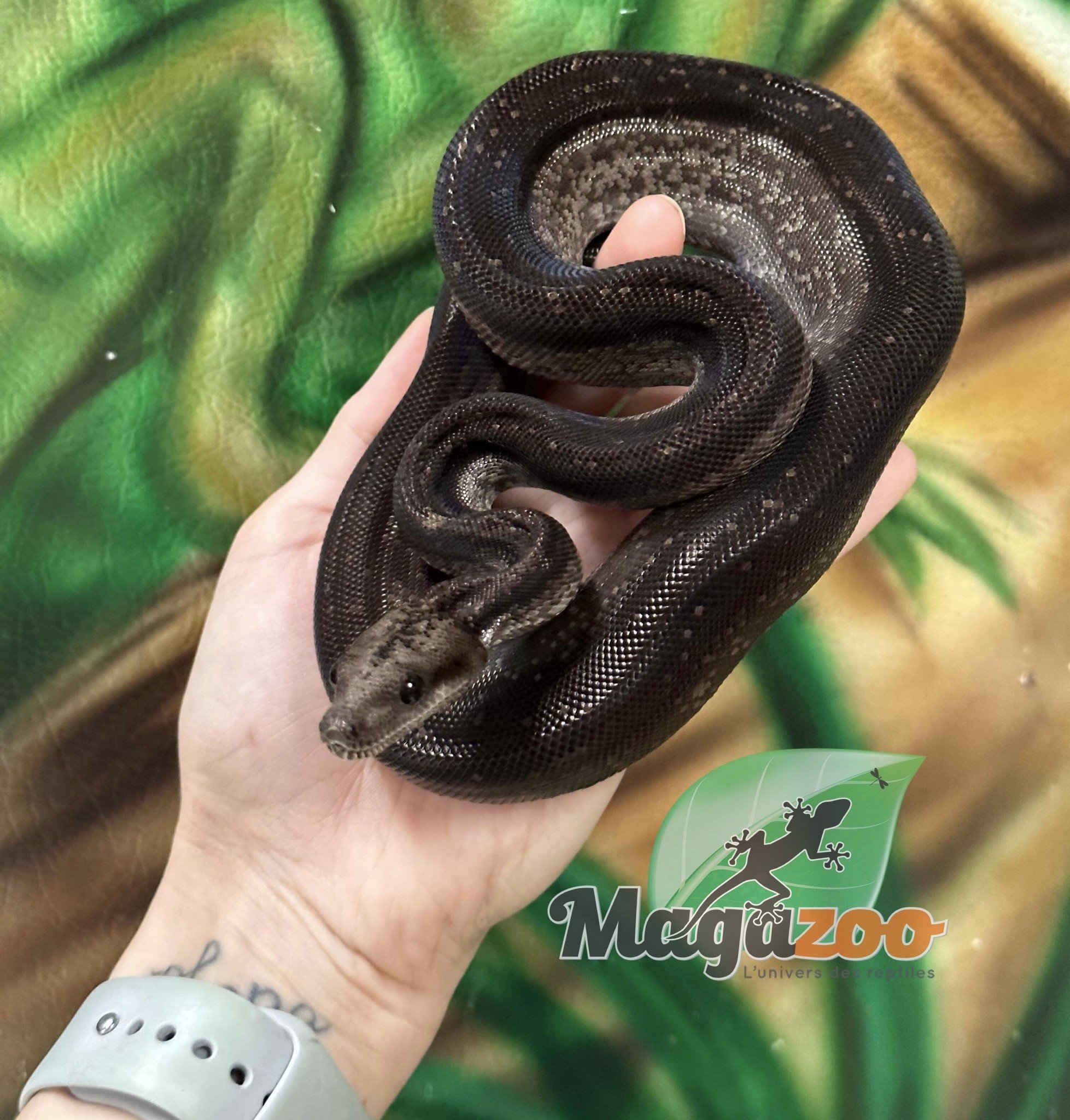 Magazoo Nicaragua boa constrictor Super Motley (66% pos. double het. ''Snow'' Anery BEA, chocolate T+) Female 2021