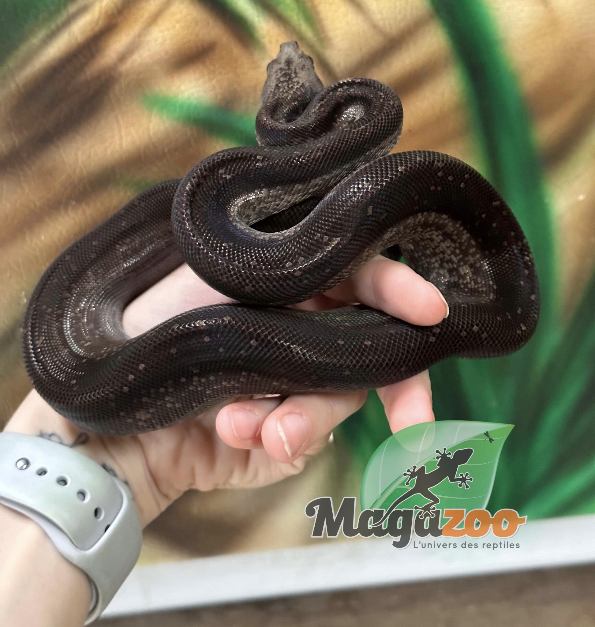 Magazoo Nicaragua boa constrictor Super Motley (66% pos. double het. ''Snow'' Anery BEA, chocolate T+) Female 2021