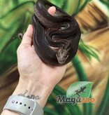 Magazoo Nicaragua boa constrictor Super Motley (66% pos. double het. ''Snow'' Anery BEA, chocolate T+) Female 2021