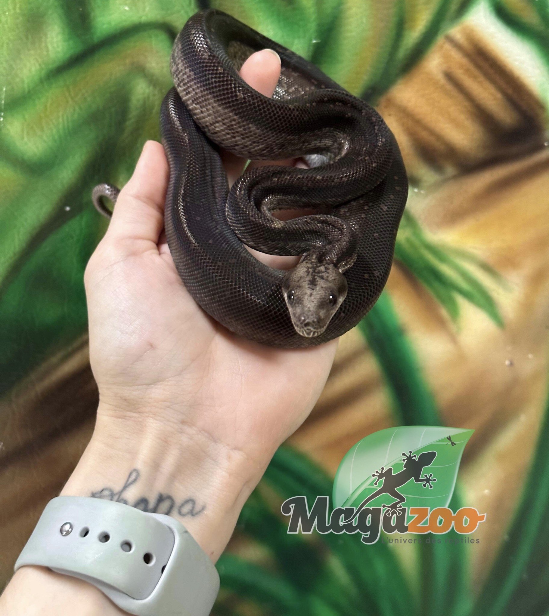 Magazoo Nicaragua boa constrictor Super Motley (66% pos. double het. ''Snow'' Anery BEA, chocolate T+) Female 2021