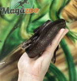 Magazoo Boa constricteur (Nicaragua) Super Motley (66% pos. double het. ''Snow'' Anery BEA, chocolate T+) Femelle 2021