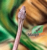 Magazoo Nicaragua boa constrictor Super Motley (66% pos. dhet. BEA Snow) Female