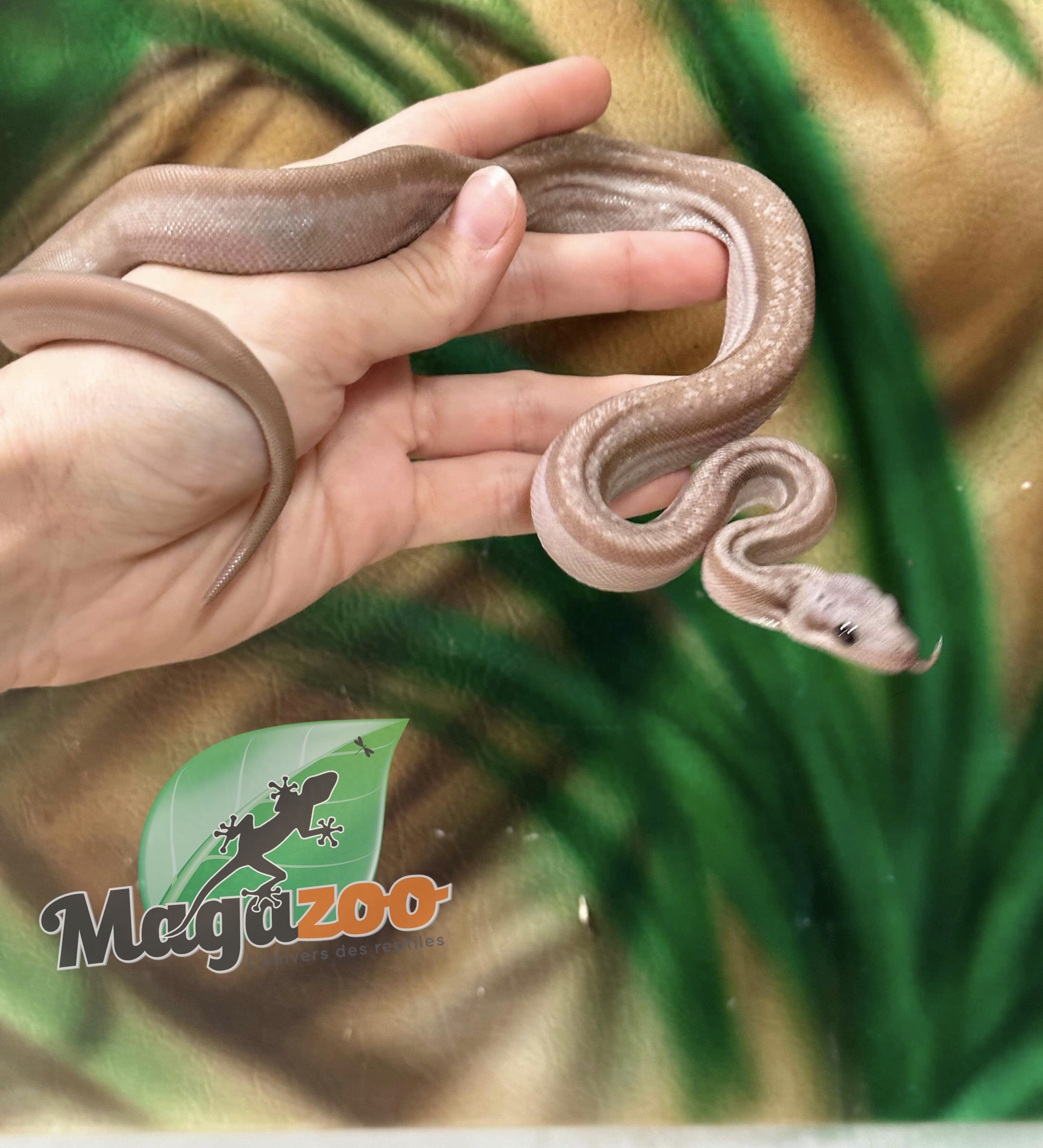 Magazoo Nicaragua boa constrictor Super Motley (66% pos. dhet. BEA Snow) Female