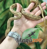 Magazoo Serpent Ratier Jaune mâle #2