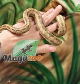 Magazoo Yellow rat snake male #2