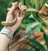 Magazoo Serpent Ratier Jaune mâle #2