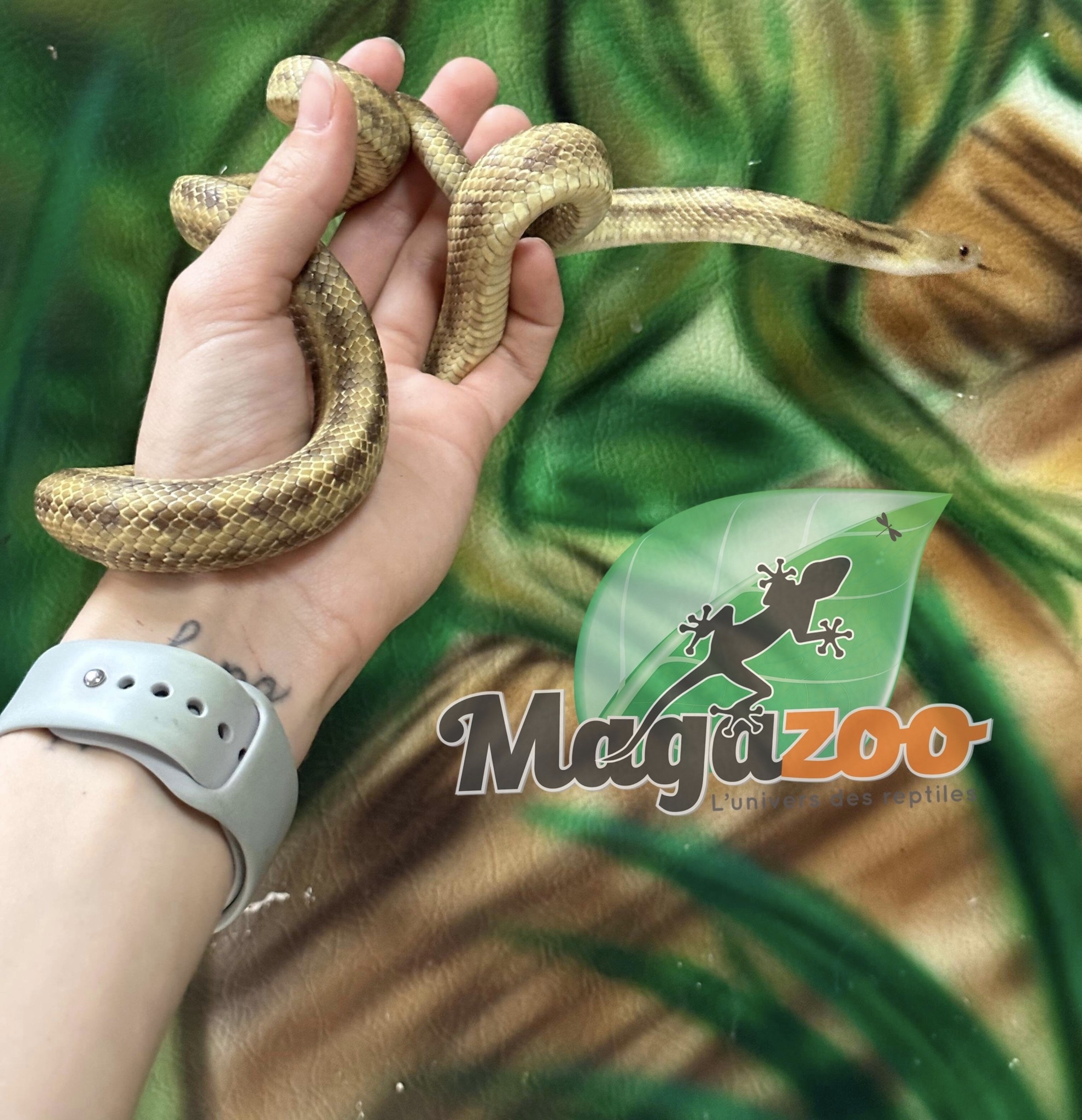 Magazoo Yellow rat snake male #2