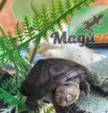 Magazoo African mud turtle (Pelusios castaneus)