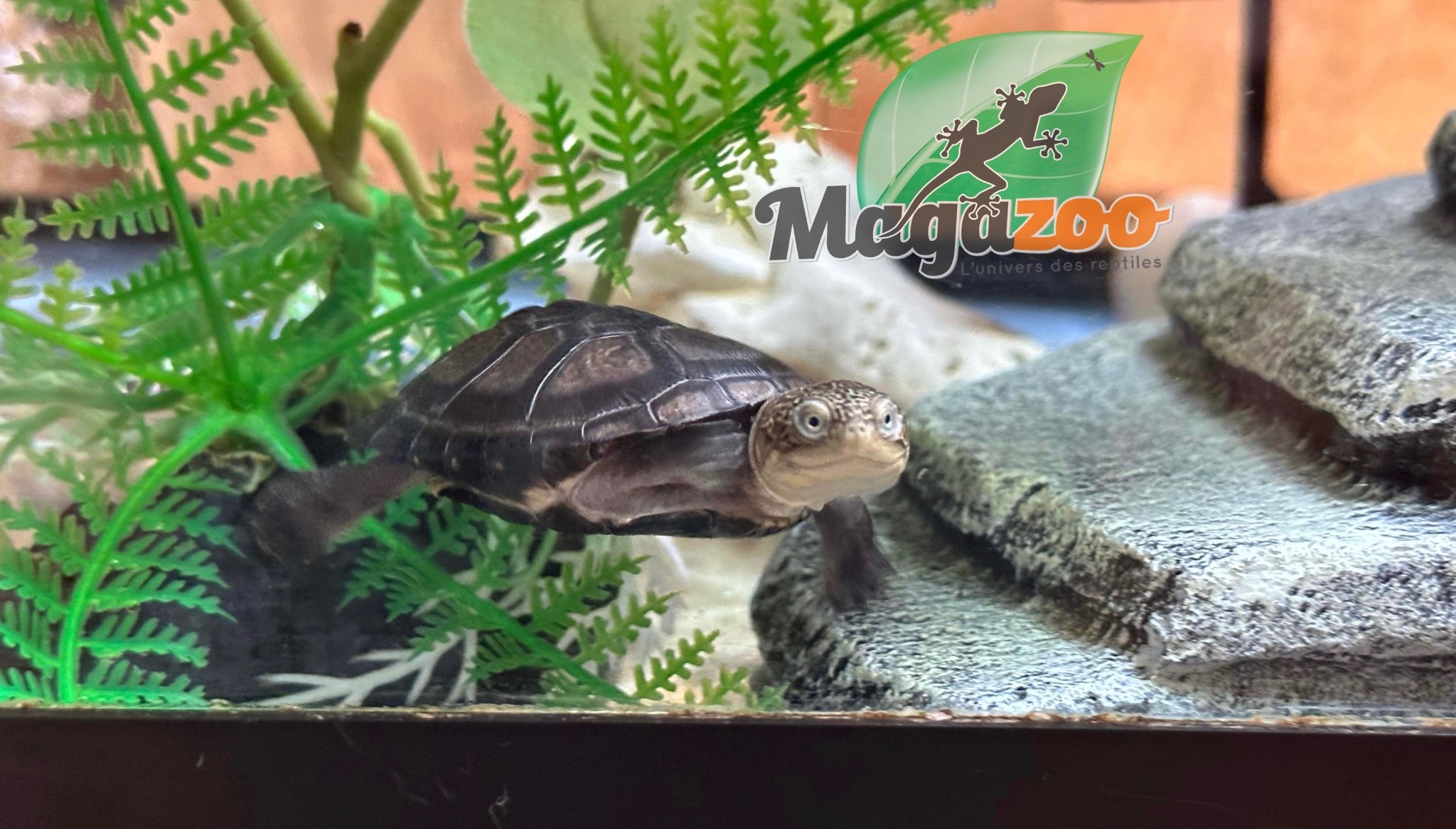 Magazoo African mud turtle (Pelusios castaneus)