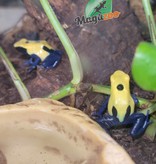 Magazoo Powder blue Poison Dart frog ''Citronella''