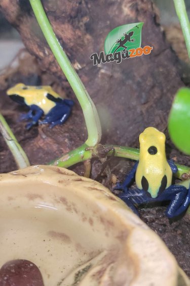 Magazoo Powder blue Poison Dart frog ''Citronella''