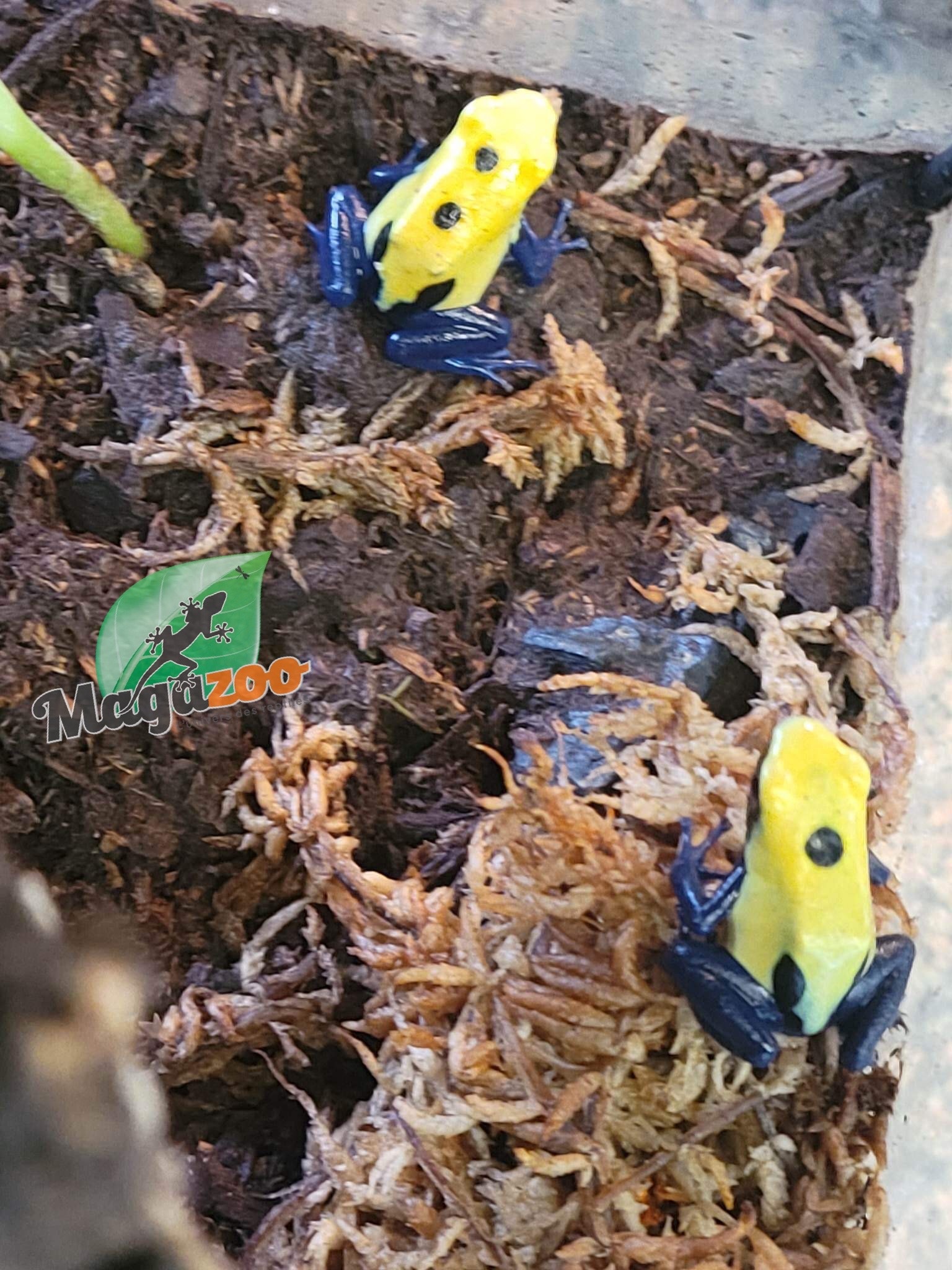 Magazoo Powder blue Poison Dart frog ''Citronella''