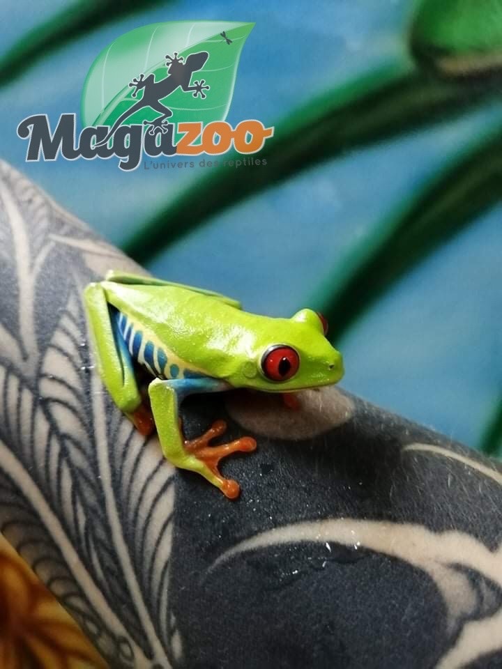 Red eyes tree frog