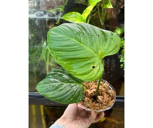 snake plant en español Sansevieria Laurentii – Hey Rooted main image 1