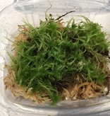 La Swamp LA SWAMP MOSS-SPH-VIV Plante Mousse de spaighne vivante