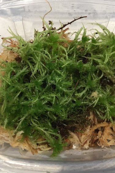 La Swamp Plante Mousse de spaighne vivante