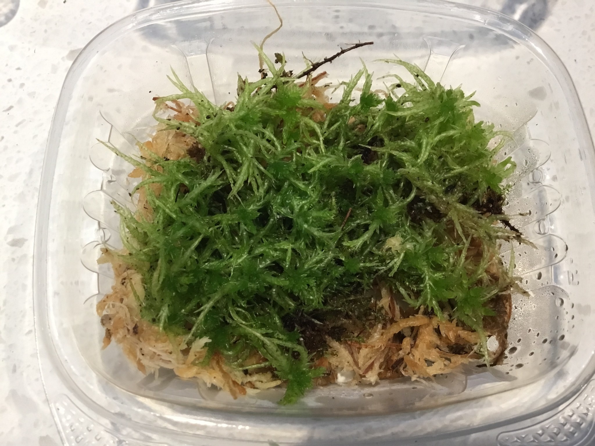 La Swamp Live Spaighne Moss Plant