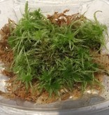 La Swamp LA SWAMP MOSS-SPH-VIV Plante Mousse de spaighne vivante