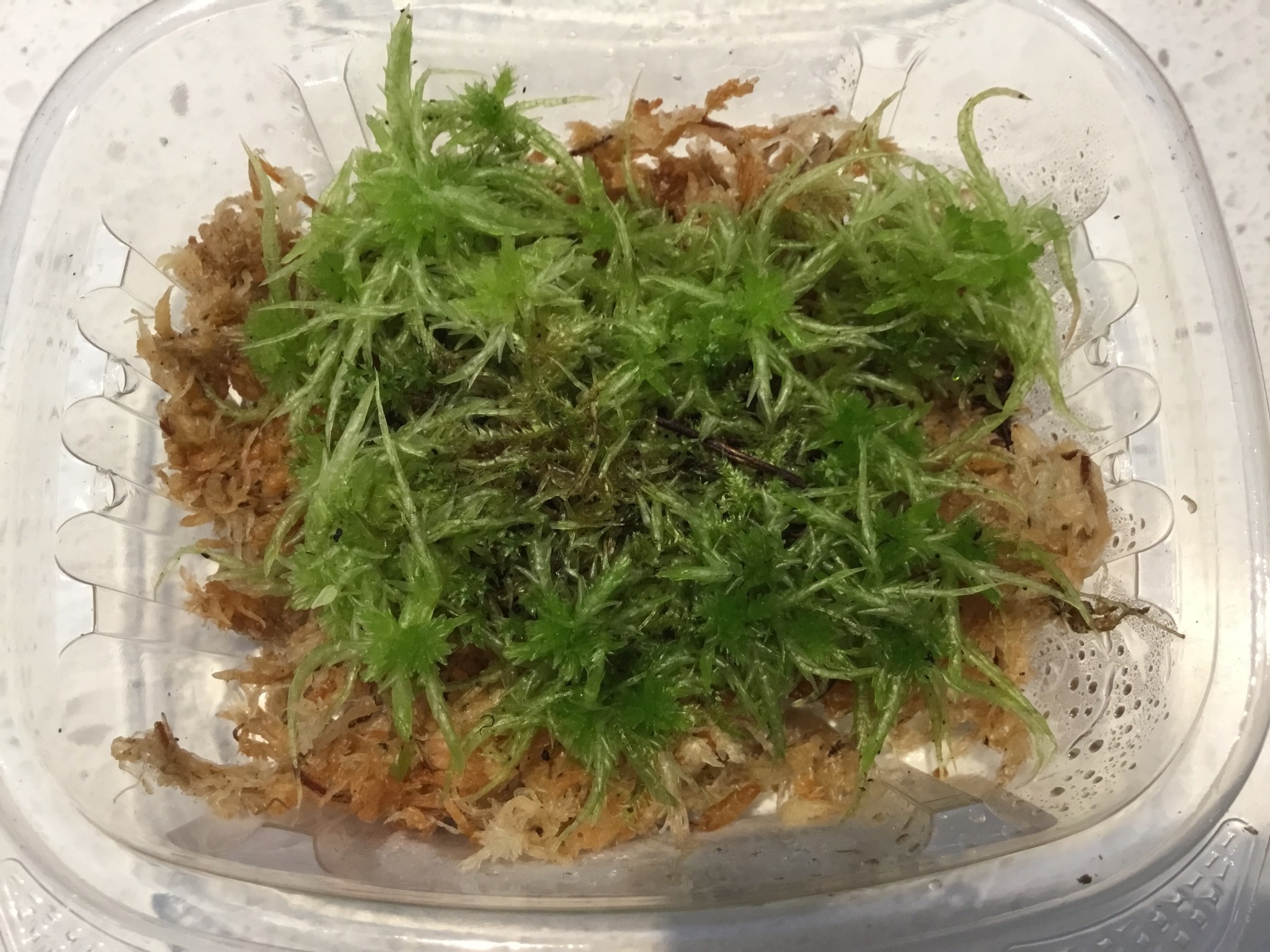 La Swamp Plante Mousse de spaighne vivante