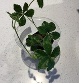 Magazoo Cissus Striata Plant