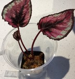 La Swamp Plante Begonia Rex ''red Kiss''