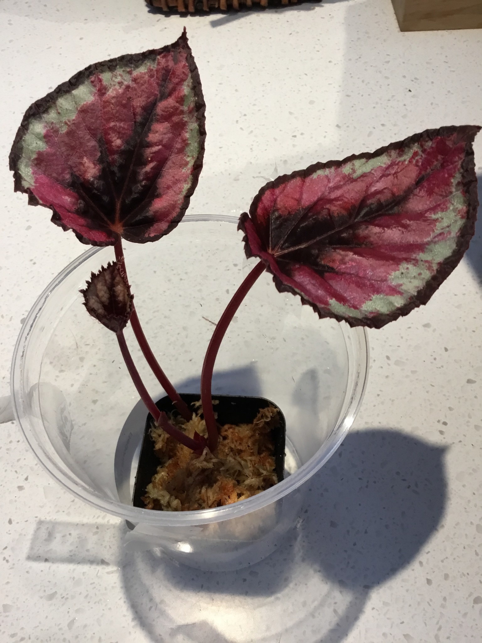 La Swamp Plante Begonia Rex ''red Kiss''