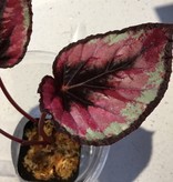 La Swamp Plante Begonia Rex ''red Kiss''