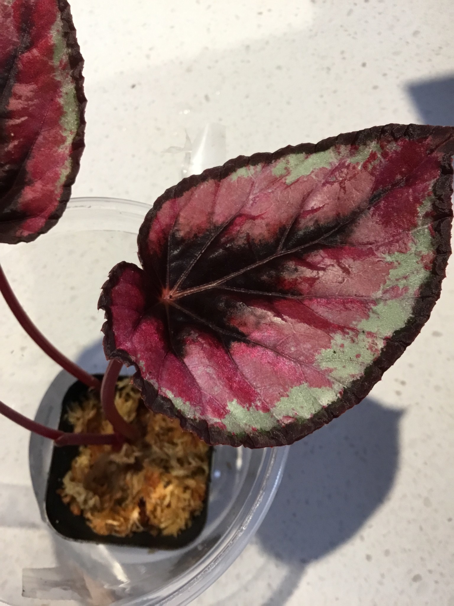 La Swamp Plante Begonia Rex ''red Kiss''