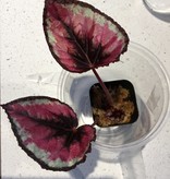 La Swamp Plante Begonia Rex ''red Kiss''