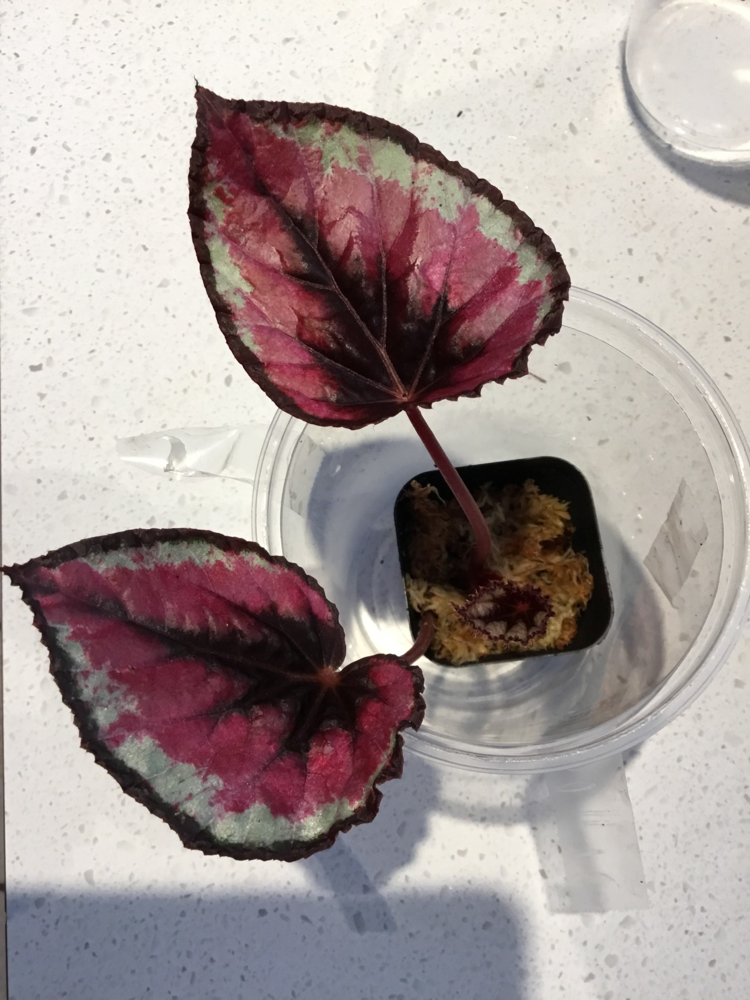 La Swamp Plante Begonia Rex ''red Kiss''