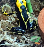 Magazoo Alanis poison Dart frog /Dendrobates tinctorius alanis