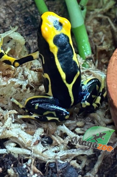 Magazoo Alanis poison Dart frog /Dendrobates tinctorius alanis