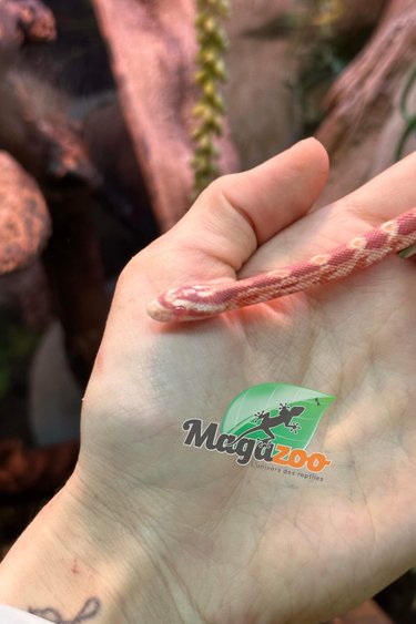 Magazoo Corn snake Creamsicle Baby Female #1