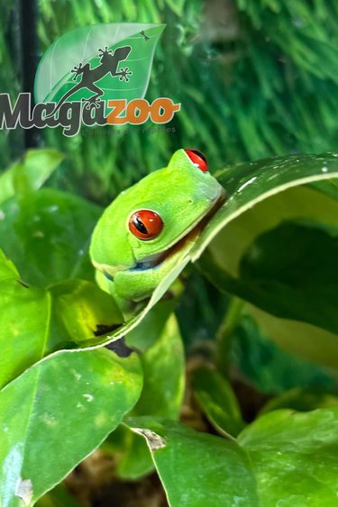 Magazoo Red eyes tree frog Female CB