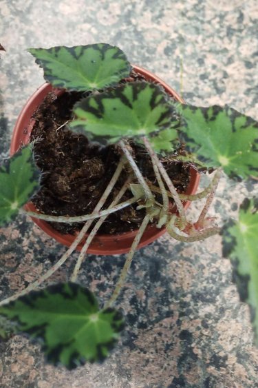 Magazoo Begonia 'Tiger kitten' Plant